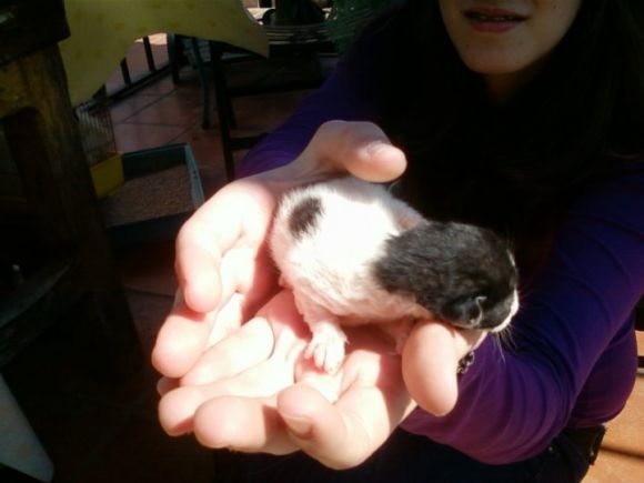 La nuova cucciolata!!