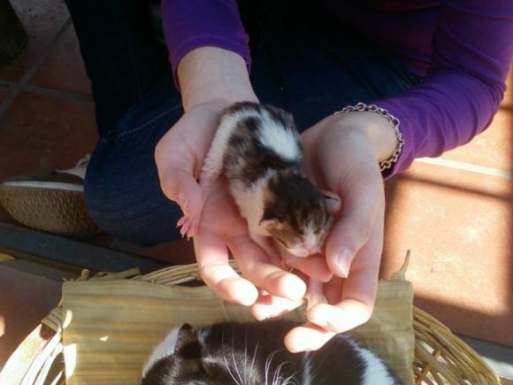 La nuova cucciolata!!