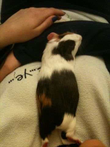 Pongo