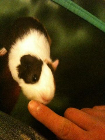 Pongo