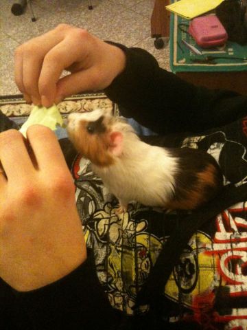 Pongo