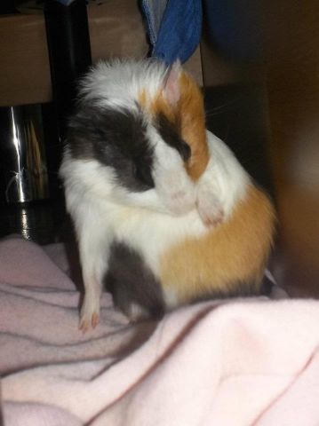 Pongo