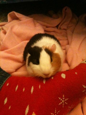 Pongo