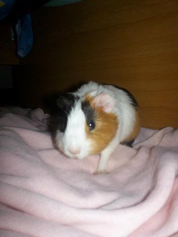 Pongo