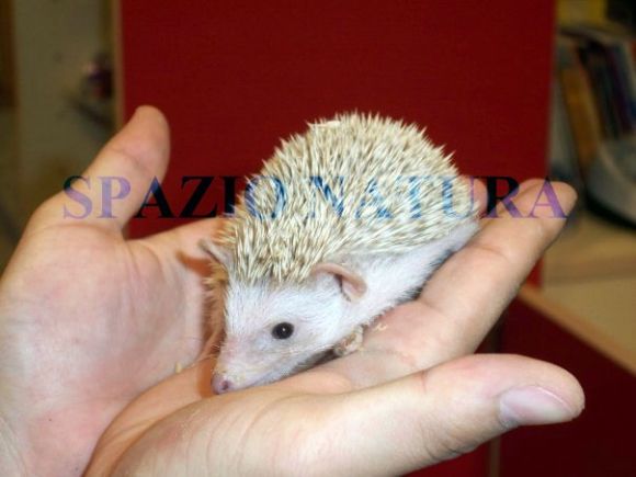 RODITORI