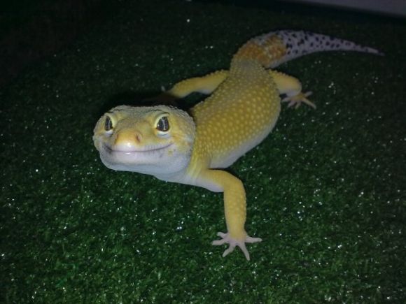 Super hypo tangerine carrot tail baldy