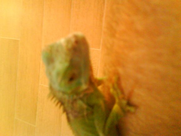 Giuliano il mio iguana