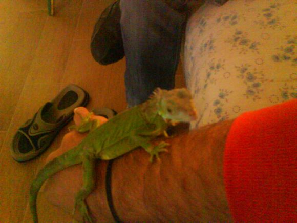 Giuliano il mio iguana