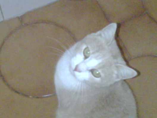 lucy