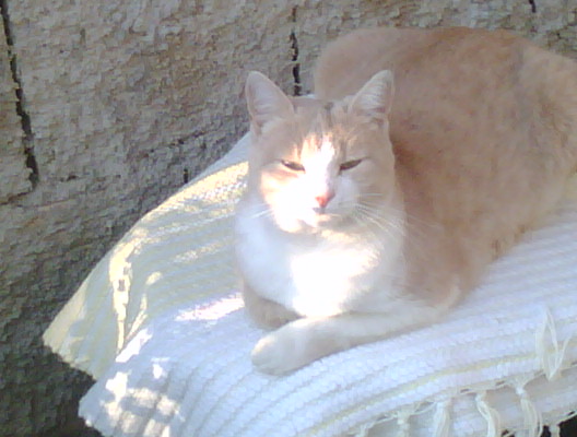 lucy
