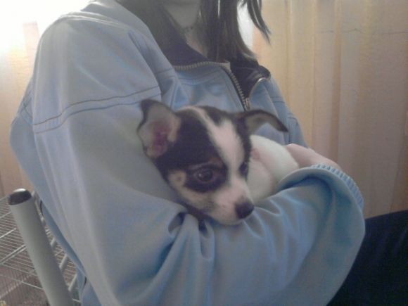 Lilli