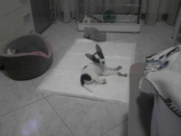 Lilli