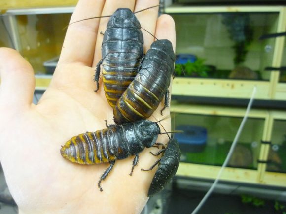 Blatte Giganti soffianti Grandidieri + portentosa