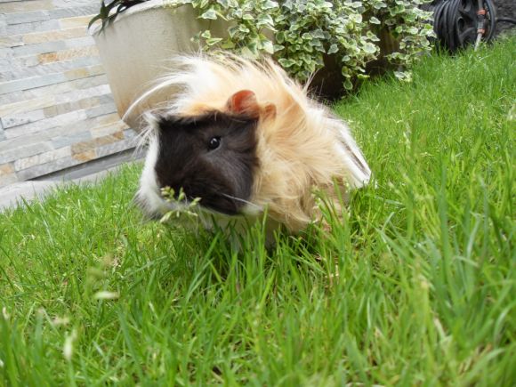 IO SONO POPPY!