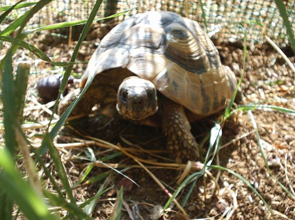 Ugo al naturale