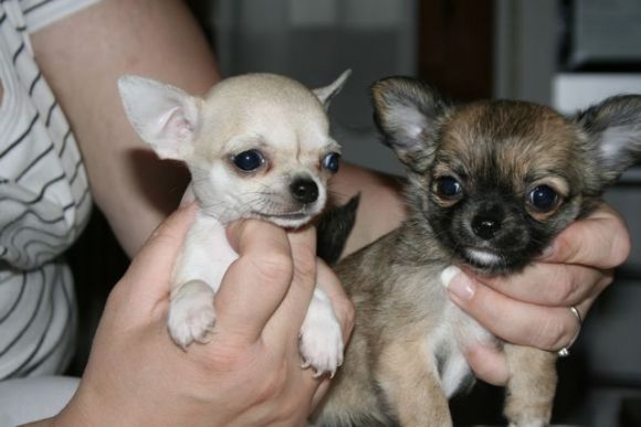 i nostri cani allevamento sweet collection