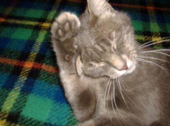 chicca la gattina piu speciale che ce