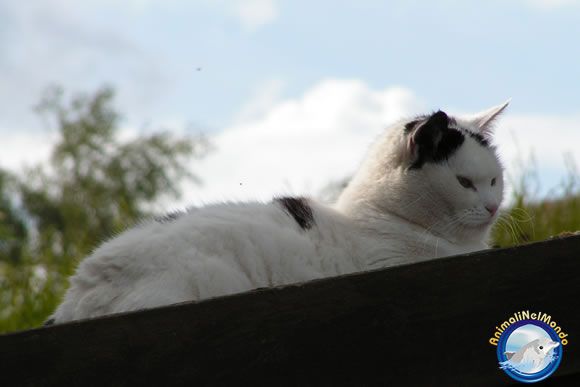 Gatto Europeo bianco con macchie nere