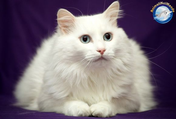 Gatto bianco a pelo lungo