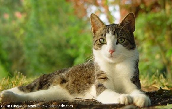 Gatto europeo