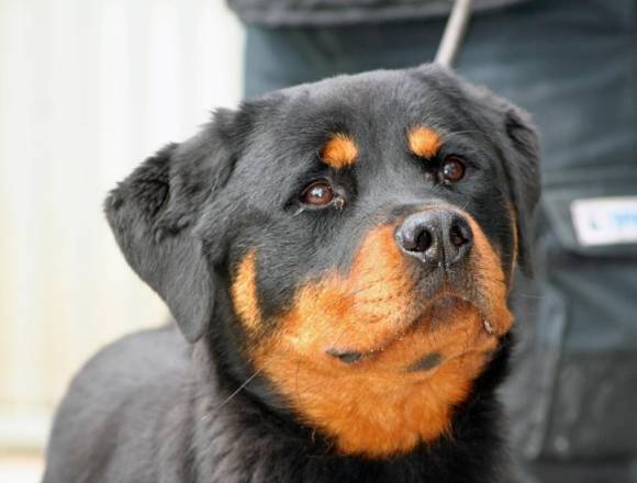 Mecenate dell'Osteoborus Allevamento Rottweiler