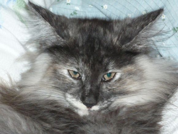 Cristalli di Gatto