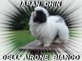 JAPAN CHIN DELL'AIRONE BIANCO