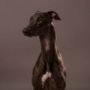 Kollaps Greyhound and Whippet