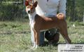 Basenji