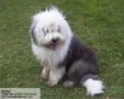 Bobtail