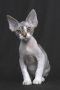 Devon Rex