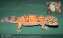 Geco Leopardini