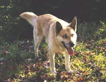 Argo