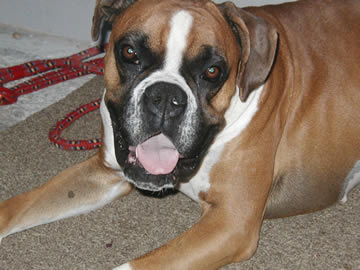 Lizi