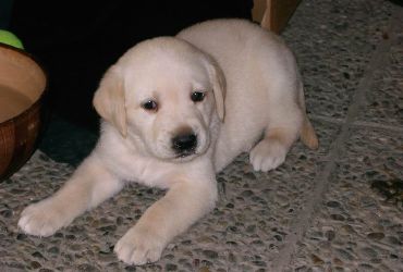 Ettore