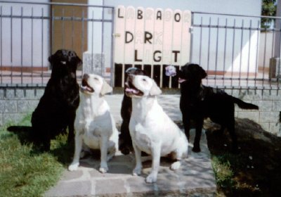 Dark, Light, Niki, Darma, Baby, Persia