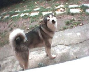 Lupa