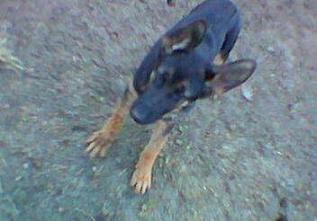 Shadow