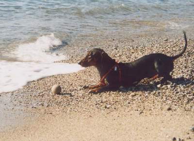 Otto