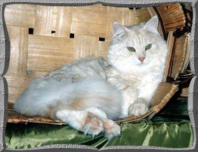 Kuzma