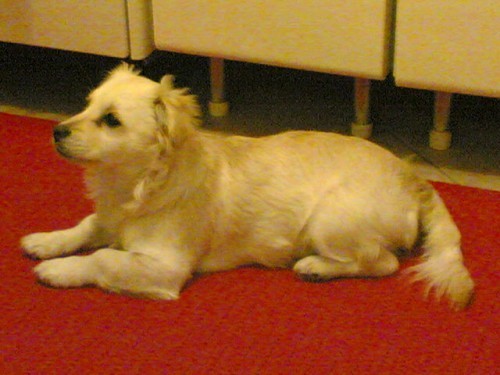 lilly