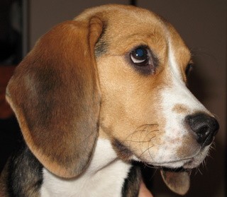 Maggie