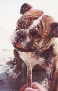 BULLO