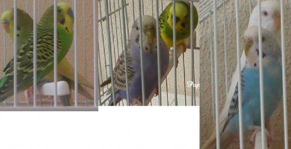 Napoleone, Josephine/Tolomeo, Cleopatra e Jose Martin