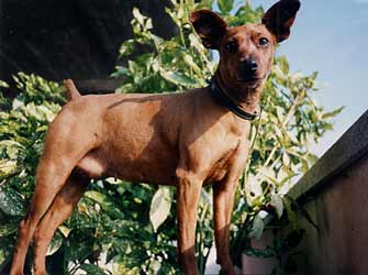 PENNY