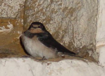Piumotto