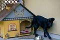 Golia