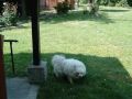 Ciccio