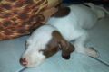 Ettore