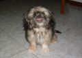 Chester